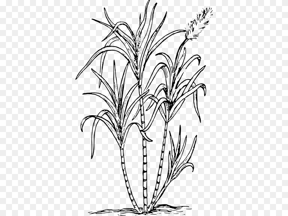 Sea Weed Biology Plant Flower Leaves Botany Sugar Cane Clipart Black And White, Gray Free Png Download