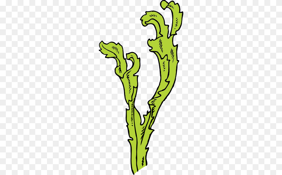 Sea Weed Clip Art For Web, Fern, Plant Free Transparent Png