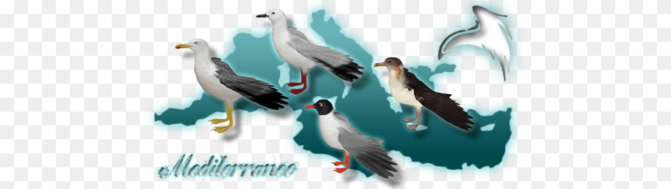 Sea Wings Zerosvalmont Mediterranean Wiki, Animal, Beak, Bird, Seagull Free Png Download