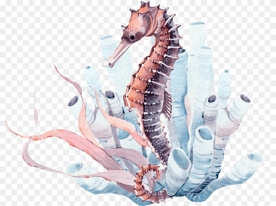 Seabed Seahorse Watercolor Coral Seahorse, Animal, Sea Life, Mammal, Dinosaur Free Png