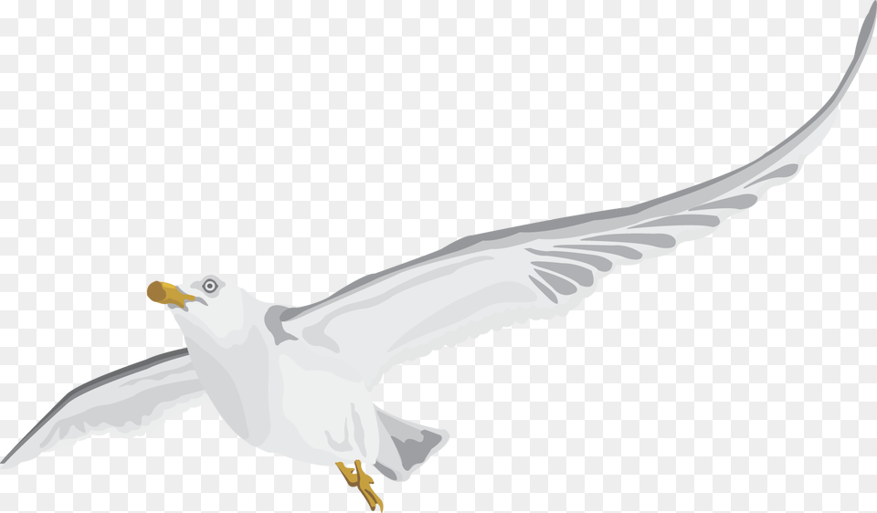 Seabird, Animal, Bird, Flying, Seagull Free Transparent Png