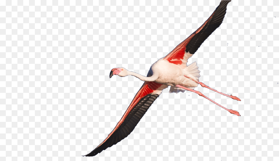 Seabird, Animal, Bird, Flying, Flamingo Png Image