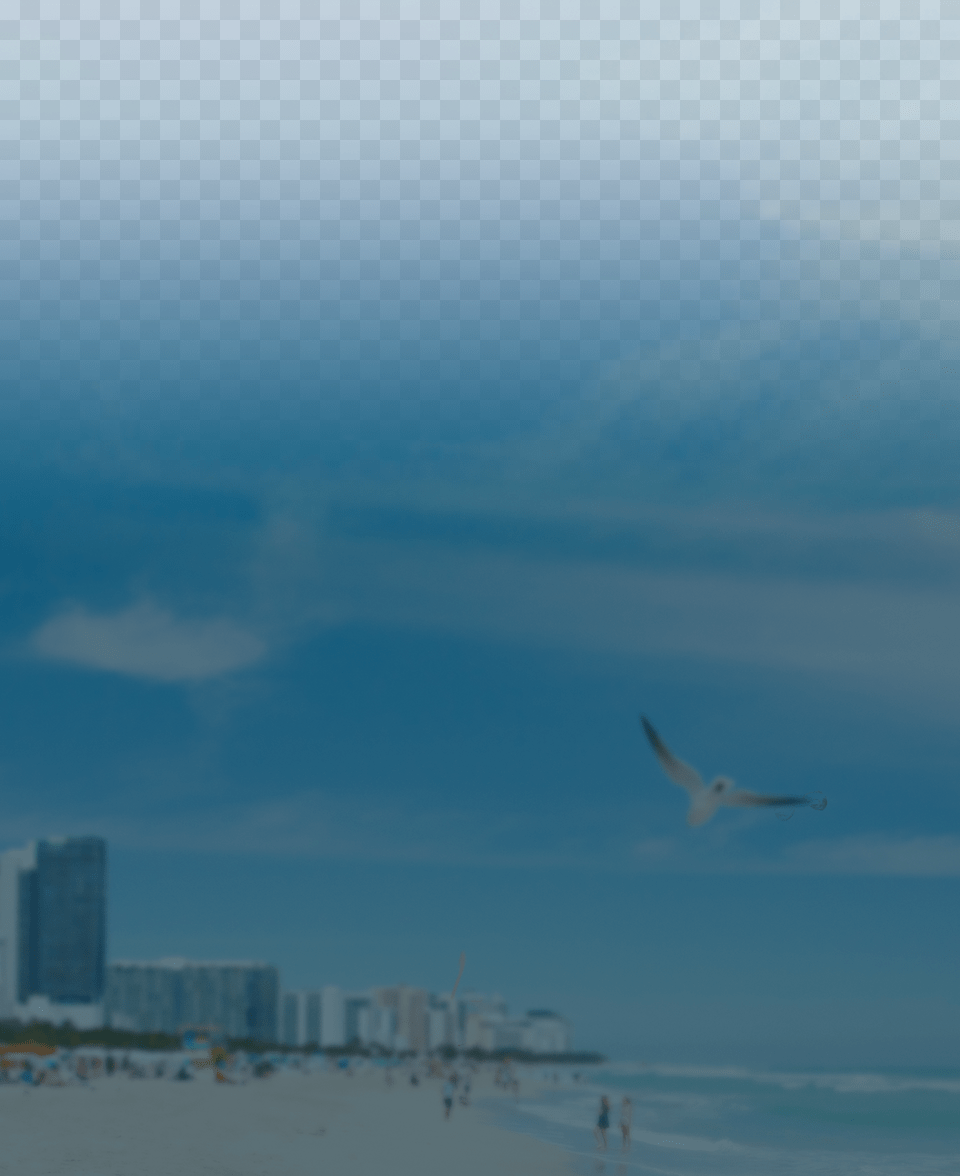 Seabird, Animal, Bird, Flying, Person Free Transparent Png