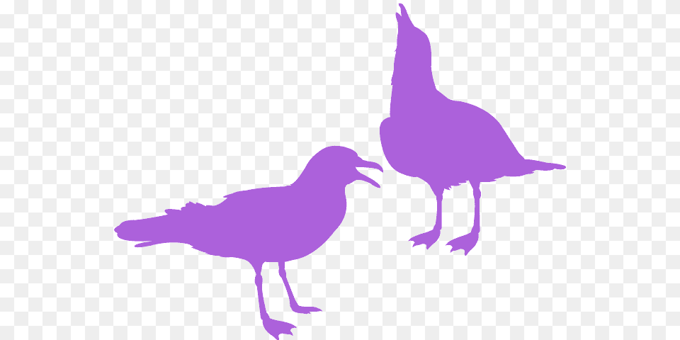 Seabird, Animal, Bird, Seagull, Waterfowl Png Image