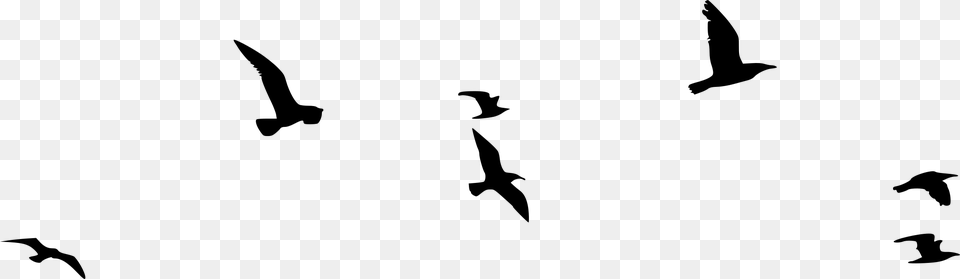 Seabird, Gray Free Transparent Png