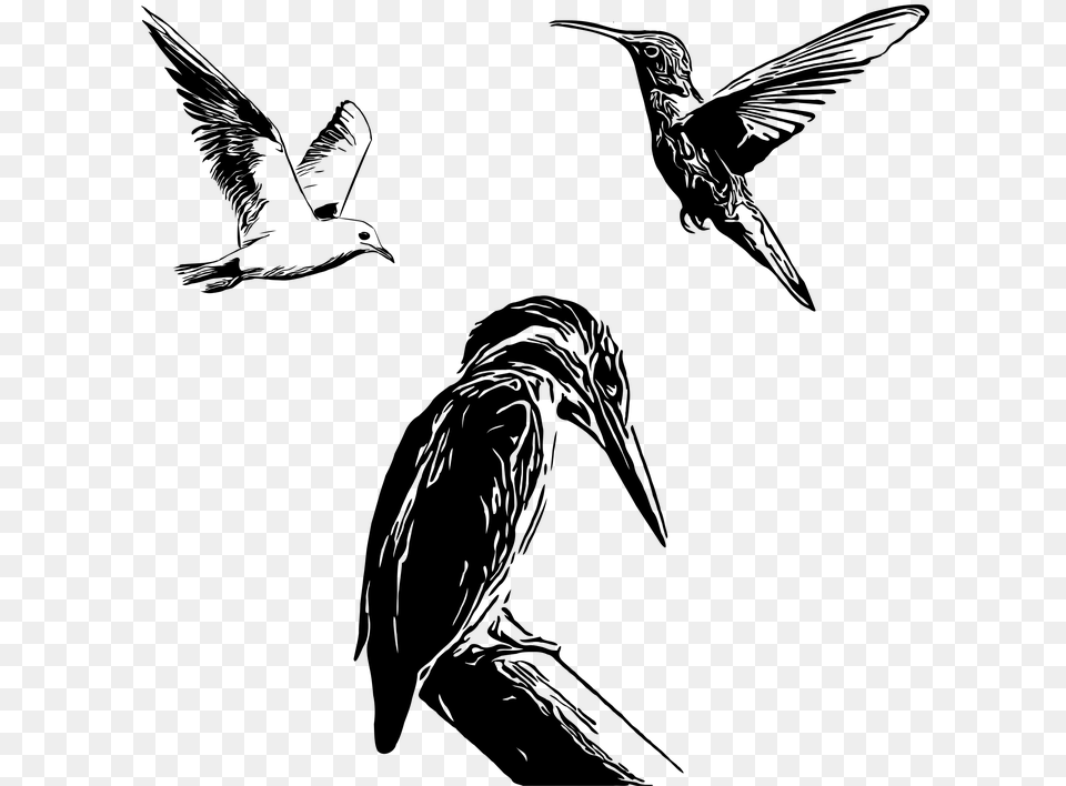 Seabird, Gray Free Png