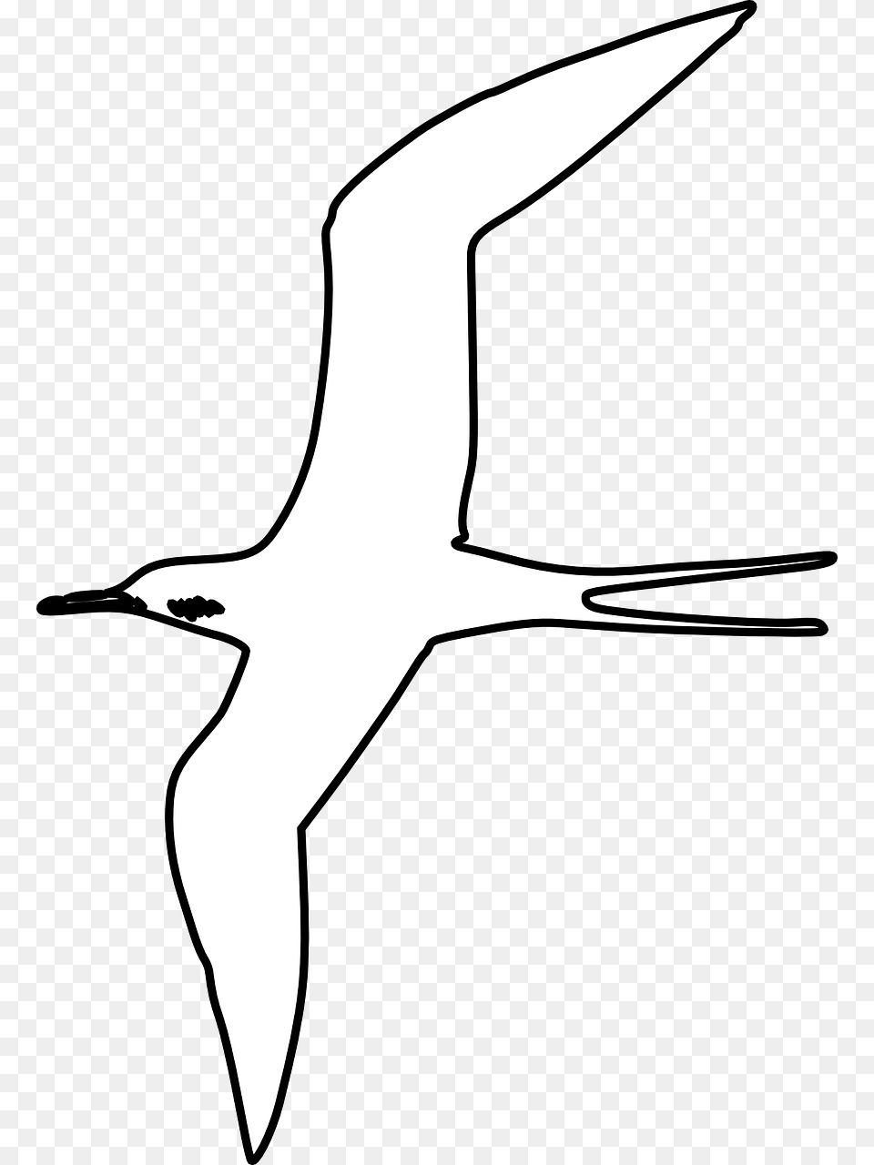 Seabird, Animal, Bird, Flying, Beak Png
