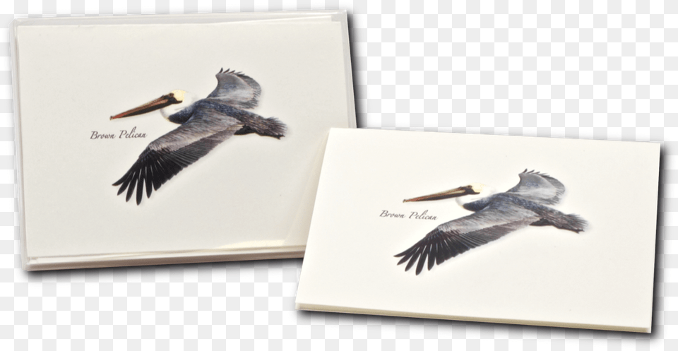 Seabird, Animal, Beak, Bird, Flying Png