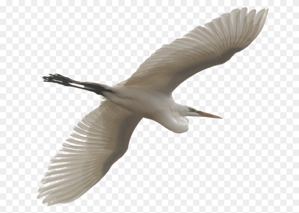 Seabird, Animal, Bird, Waterfowl, Heron Free Png Download