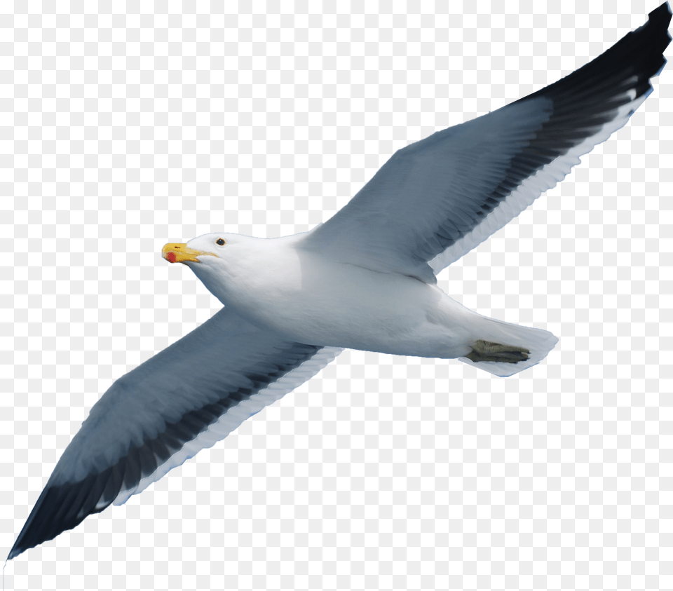 Seabird Seagull, Animal, Beak, Bird, Flying Free Png