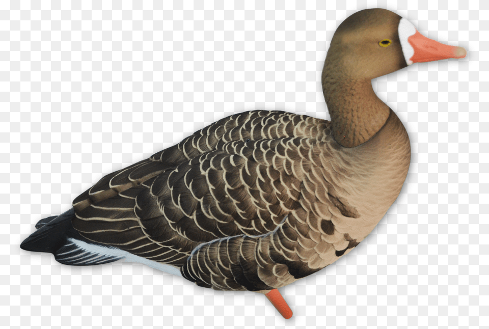 Seaduck, Animal, Bird, Goose, Waterfowl Png Image