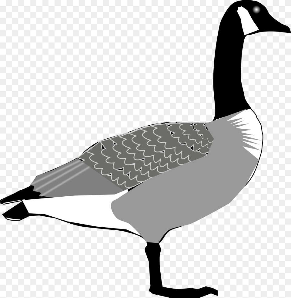 Seaduckwater Birdlivestock Canada Goose, Animal, Bird, Waterfowl, Fish Free Png Download