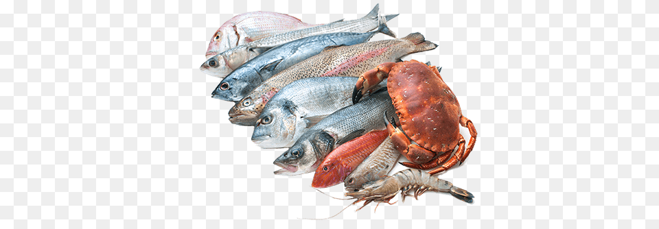 Seafood Collection, Animal, Fish, Sea Life, Food Png Image