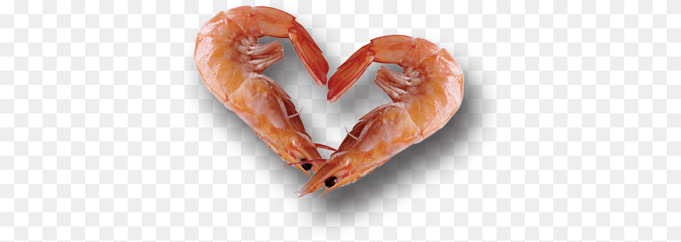 Seafood Company Loves Seafood Sea Food, Animal, Invertebrate, Sea Life, Shrimp Free Transparent Png