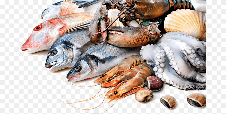 Seafood Fresh Fish, Animal, Clam, Food, Invertebrate Free Transparent Png