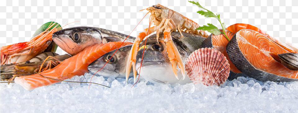 Seafood Images, Food, Food Presentation Free Png Download