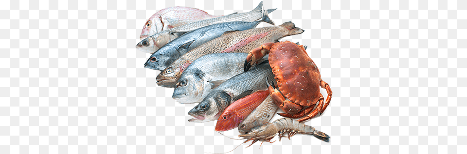 Seafood Sea Foods Images, Animal, Sea Life, Food, Invertebrate Free Png Download