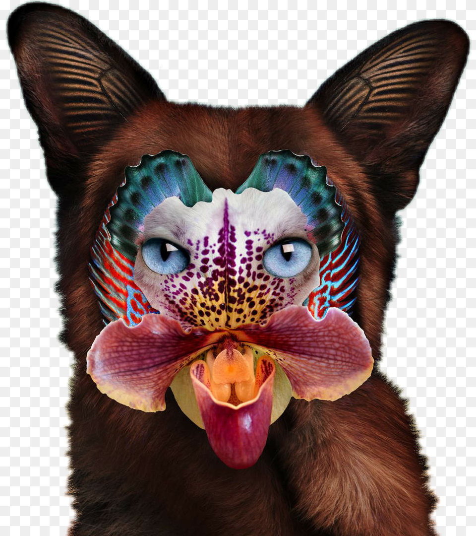 Seafox Galantis No Money, Plant, Orchid, Flower, Pet Free Transparent Png