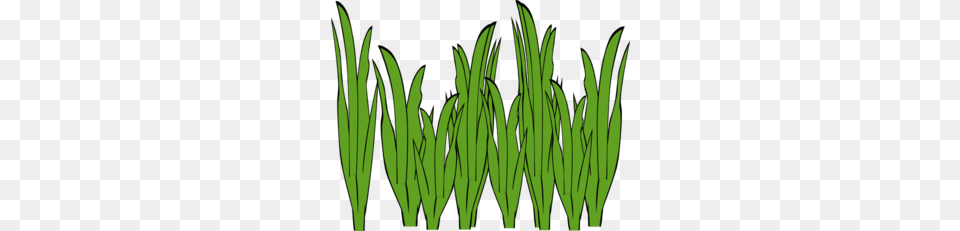 Seagrass Clip Art, Aquatic, Grass, Green, Plant Free Png