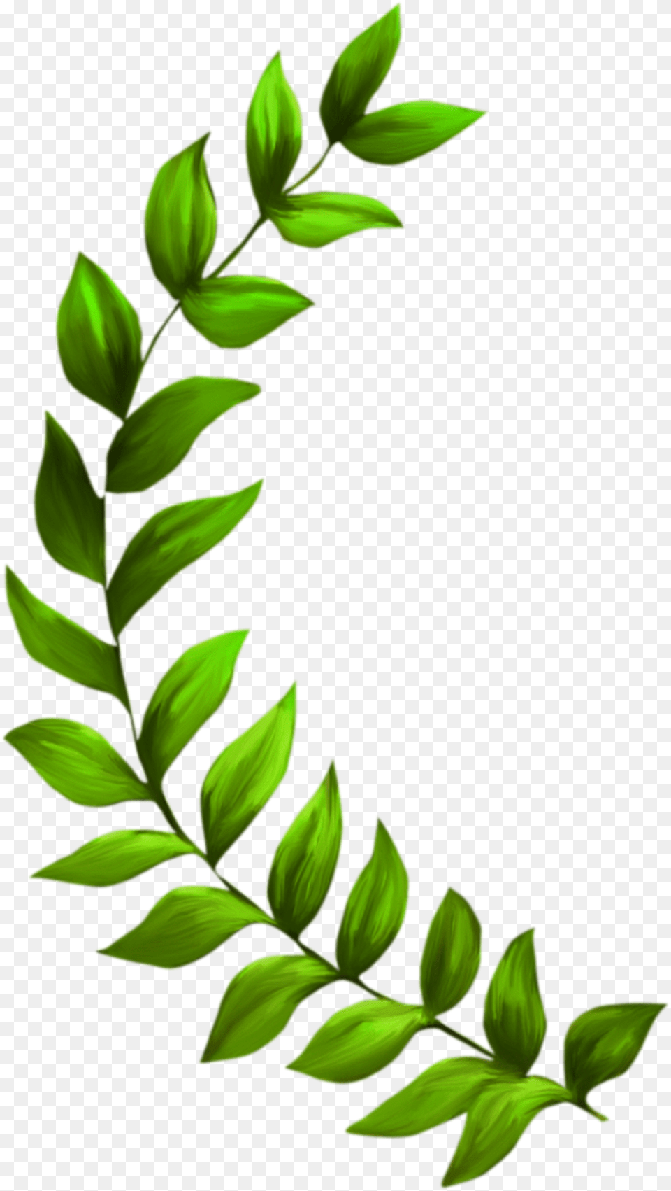 Seagrass Plant Seaweed Clip Art, Vegetation, Tree, Moss, Leaf Png Image