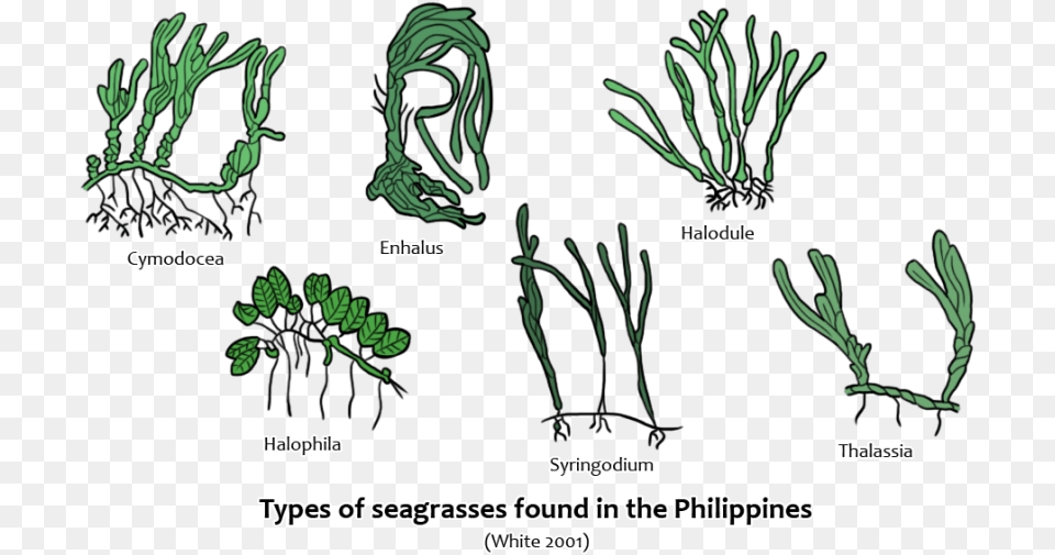 Seagrass Species In The Philippines, Plant, Vegetation, Grass, Moss Free Png Download