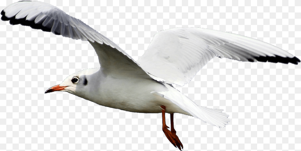Seagull 1 Image Seagull, Animal, Beak, Bird, Flying Png