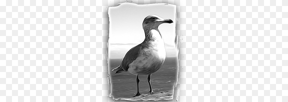 Seagull Animal, Bird, Waterfowl, Beak Free Png Download