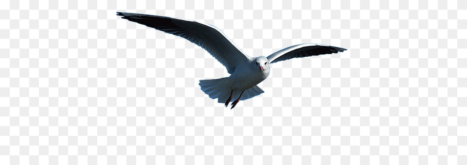 Seagull Animal, Bird, Flying, Waterfowl Png Image