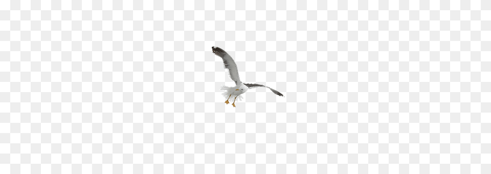 Seagull Animal, Bird, Flying, Waterfowl Free Png Download
