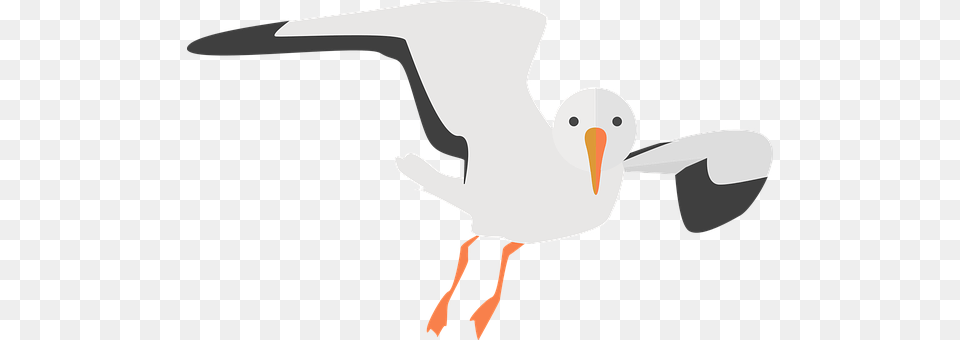 Seagull Animal, Beak, Bird, Waterfowl Free Png Download