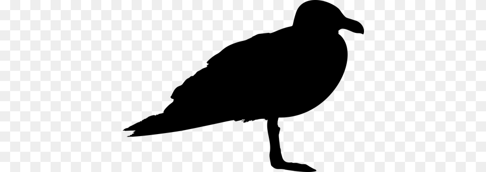 Seagull Gray Free Transparent Png