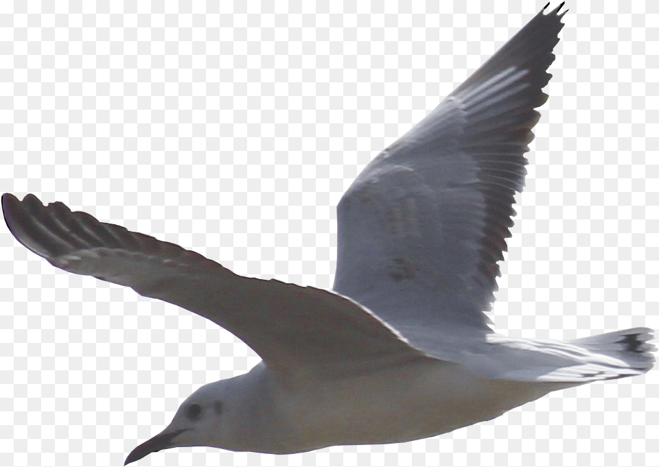 Seagull 2 Seagull, Animal, Bird, Flying, Waterfowl Png Image