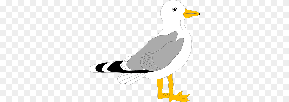 Seagull Animal, Bird, Waterfowl, Beak Free Png