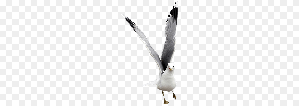 Seagull Animal, Beak, Bird, Waterfowl Png