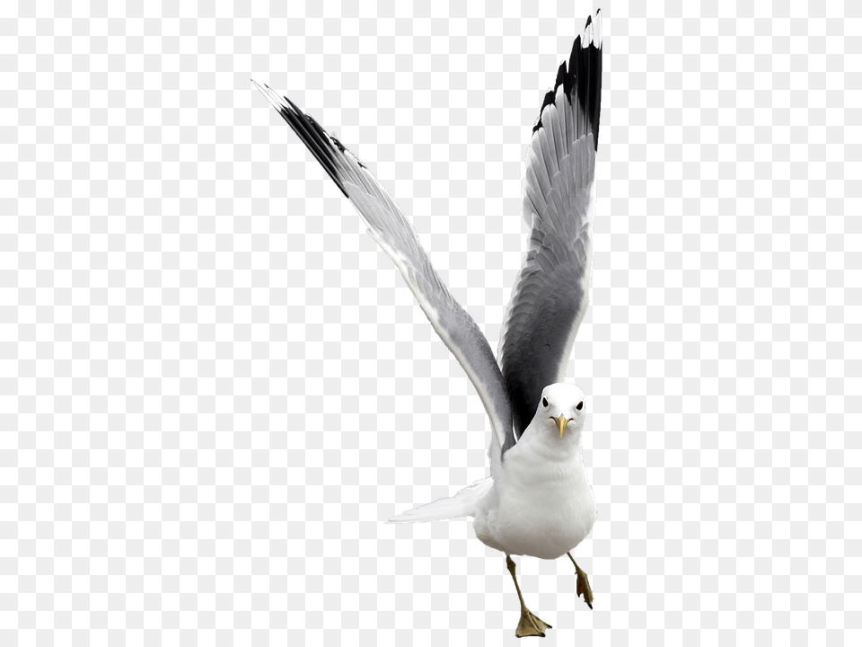 Seagull Animal, Beak, Bird, Flying Png
