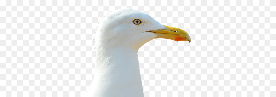 Seagull Animal, Beak, Bird, Waterfowl Png