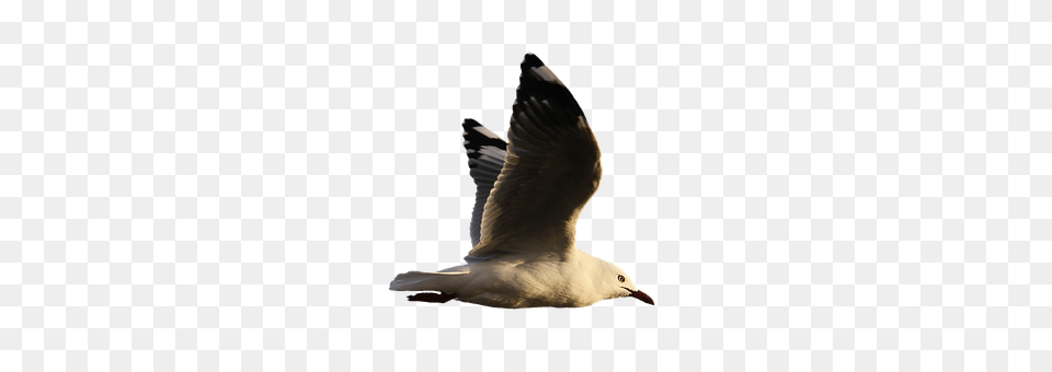 Seagull Animal, Beak, Bird, Flying Free Transparent Png