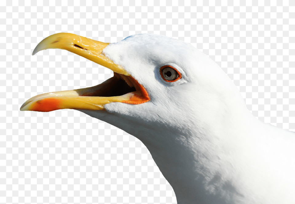 Seagull Animal, Beak, Bird, Waterfowl Free Transparent Png