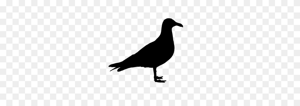 Seagull Gray Free Png