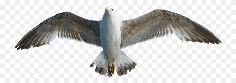 Seagull Animal, Bird, Flying, Waterfowl Free Png