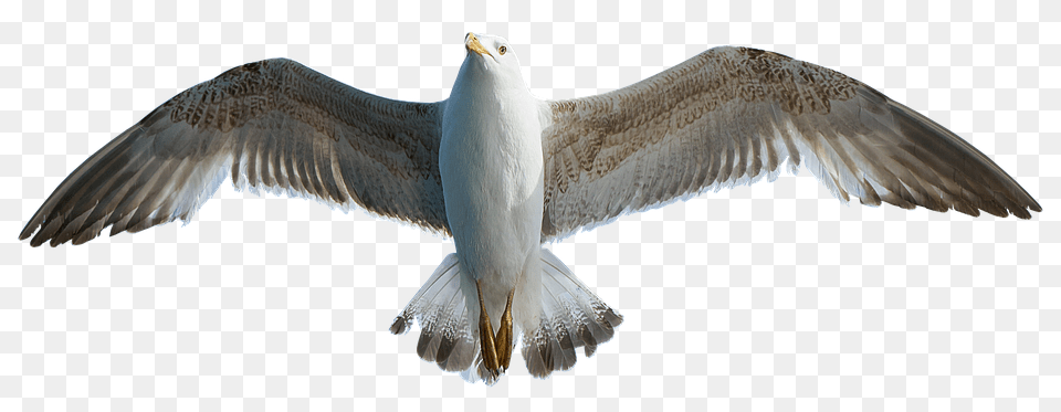 Seagull Animal, Bird, Flying, Waterfowl Free Transparent Png