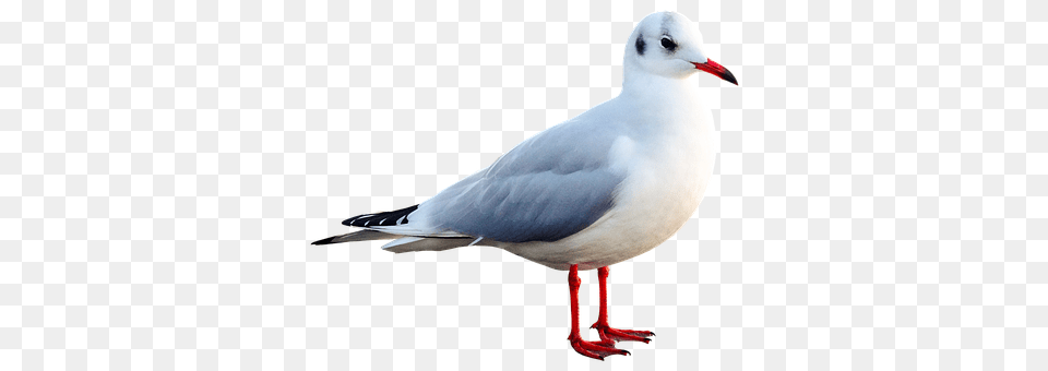 Seagull Animal, Beak, Bird, Waterfowl Png