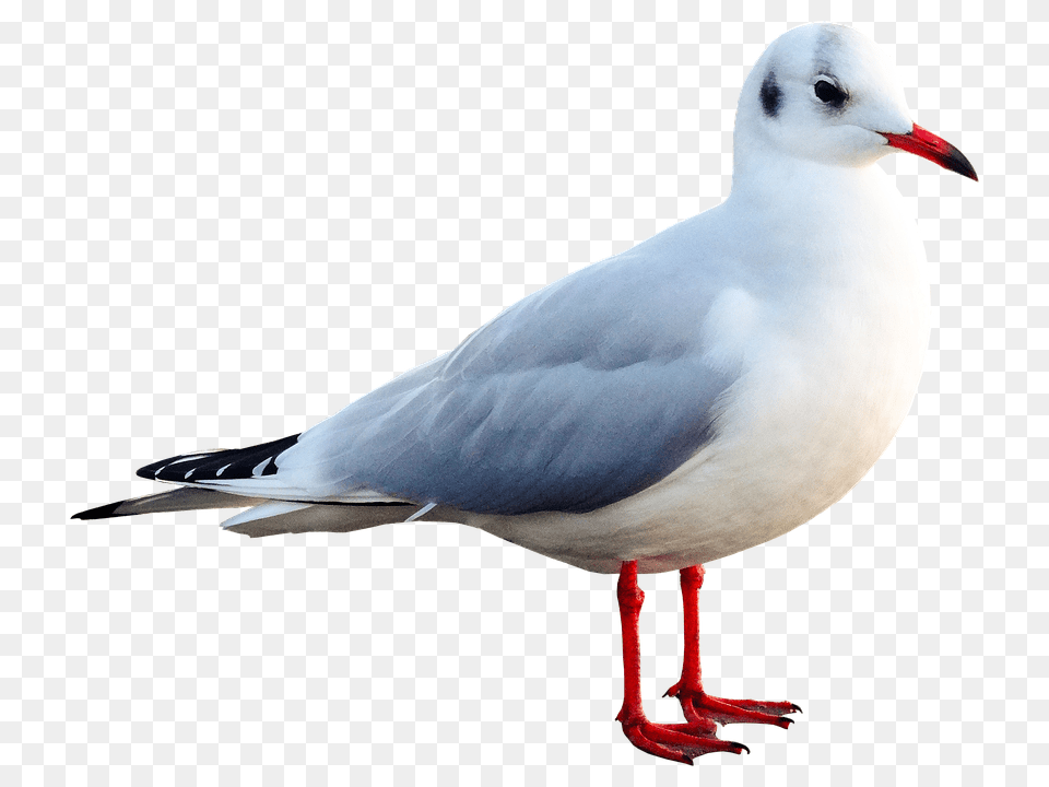 Seagull Animal, Beak, Bird, Waterfowl Free Png