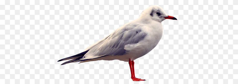 Seagull Animal, Beak, Bird, Waterfowl Free Png