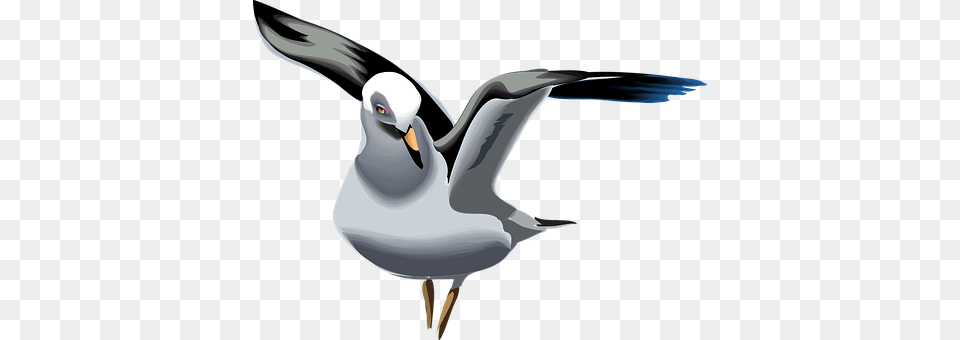 Seagull Animal, Bird, Waterfowl, Beak Free Png