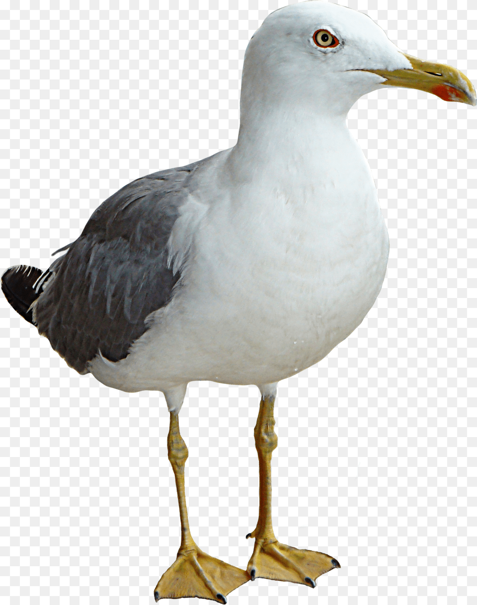 Seagull, Animal, Beak, Bird, Waterfowl Png