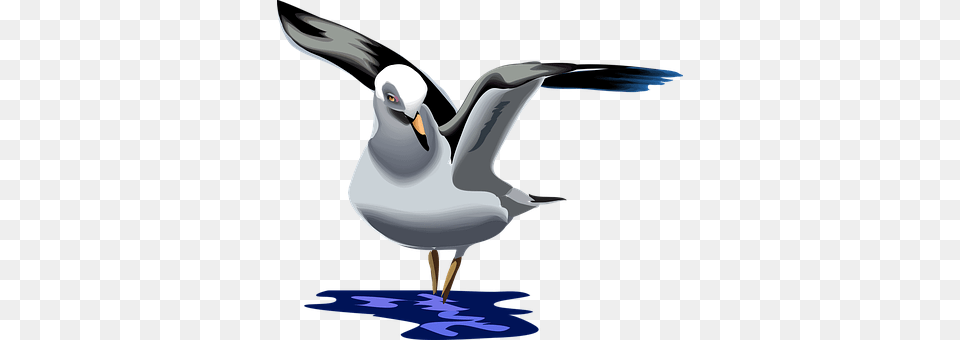 Seagull Animal, Bird, Waterfowl, Beak Png