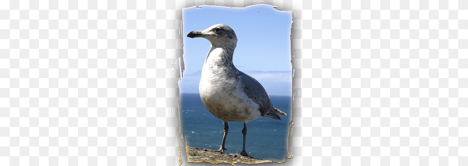 Seagull Animal, Bird, Waterfowl, Beak Png