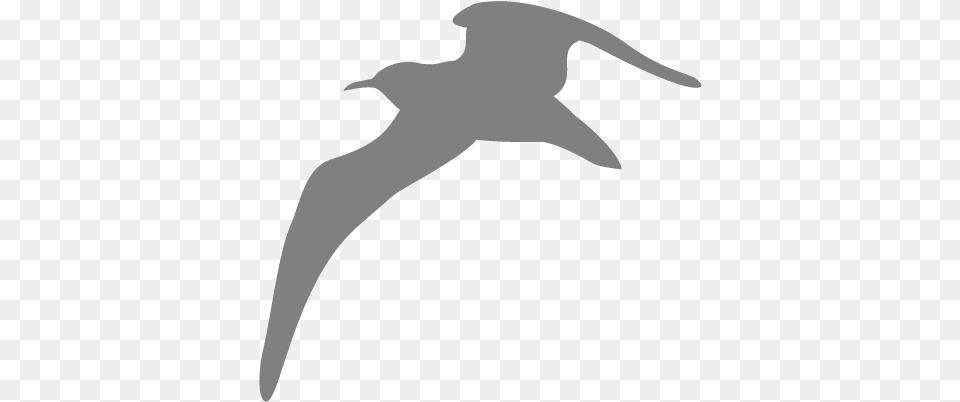 Seagull Animal Flying Bird Seagull Seagul, Waterfowl, Person, Adult, Female Free Png