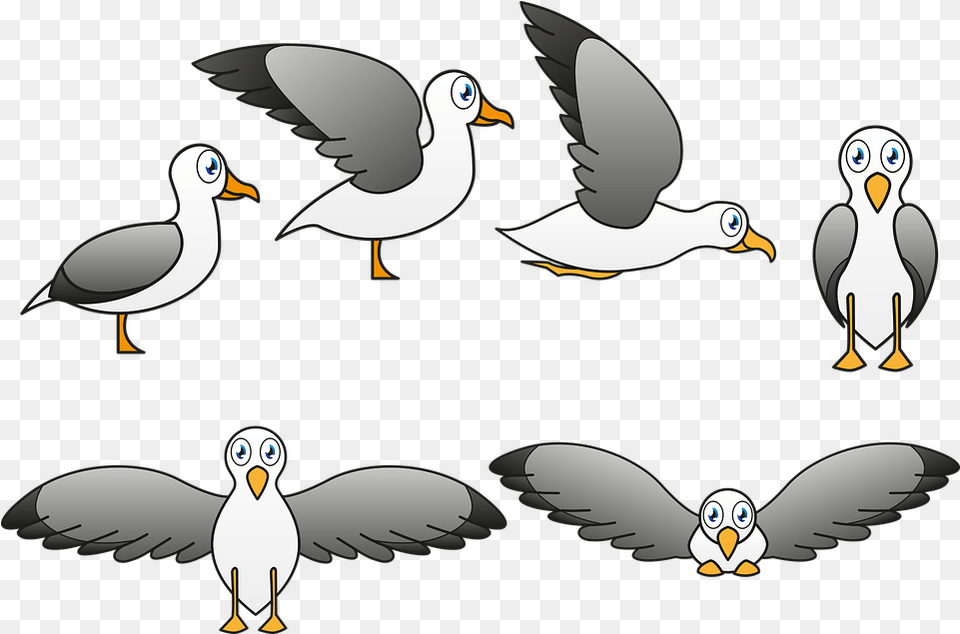 Seagull Ave Fly Free Vector Graphic On Pixabay Seagull Bird Cartoon, Animal, Penguin, Beak, Waterfowl Png Image